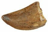 Serrated, 1.16" Juvenile Carcharodontosaurus Tooth  - #200754-1